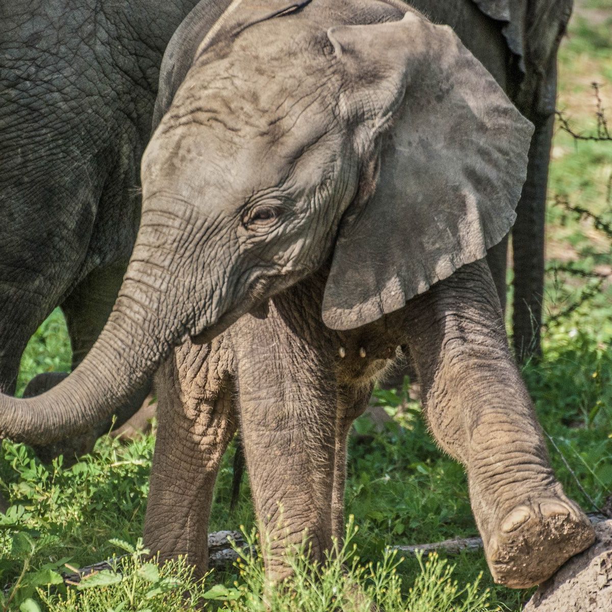 erfahrungsbericht-suedafrika-kundenfotos-rangerausbildung-elefantenjunges-natucate