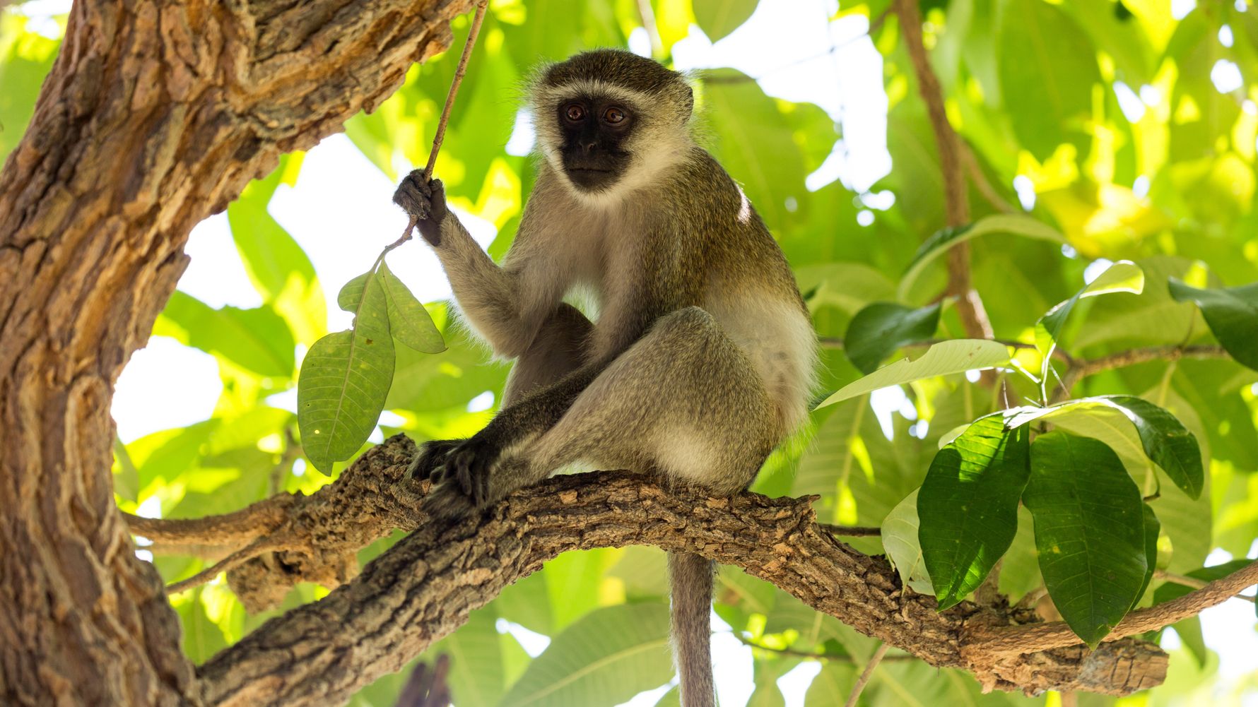 travel-guide-malawi-liwonde-nationalpark-primate-tree