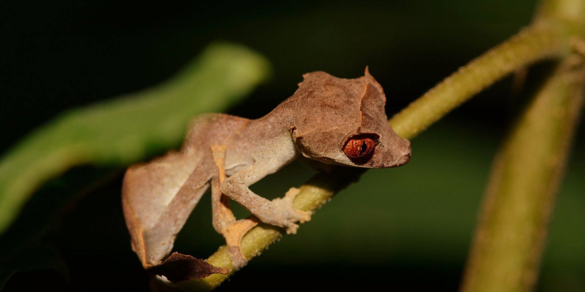 freiwilligenarbeit-madagaskar-afrika-artenschutz-fauna-reptilien-natucate