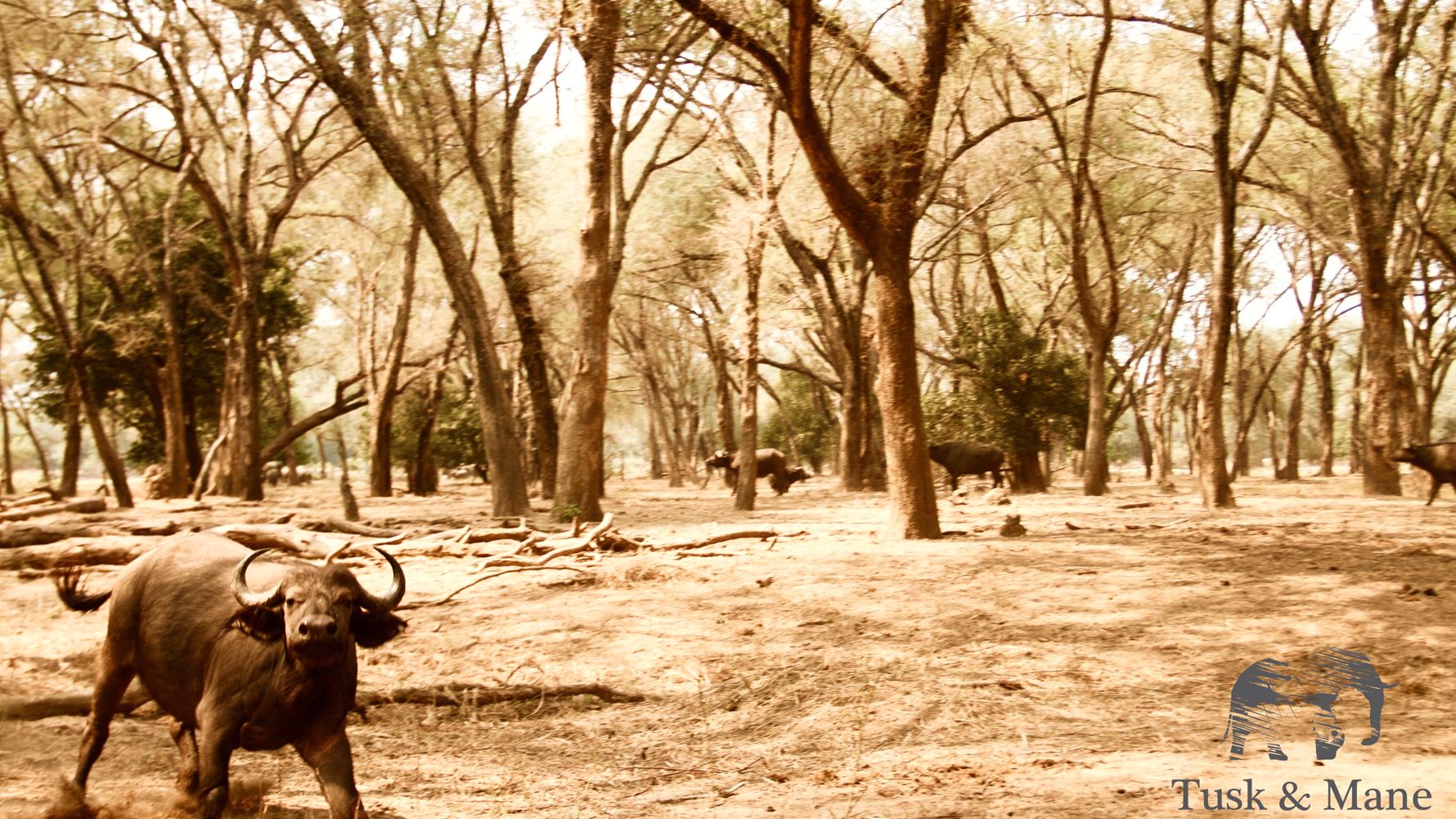 blog-ratgeber-sambia-tusk-and-mane-camp-buffalo-natucate