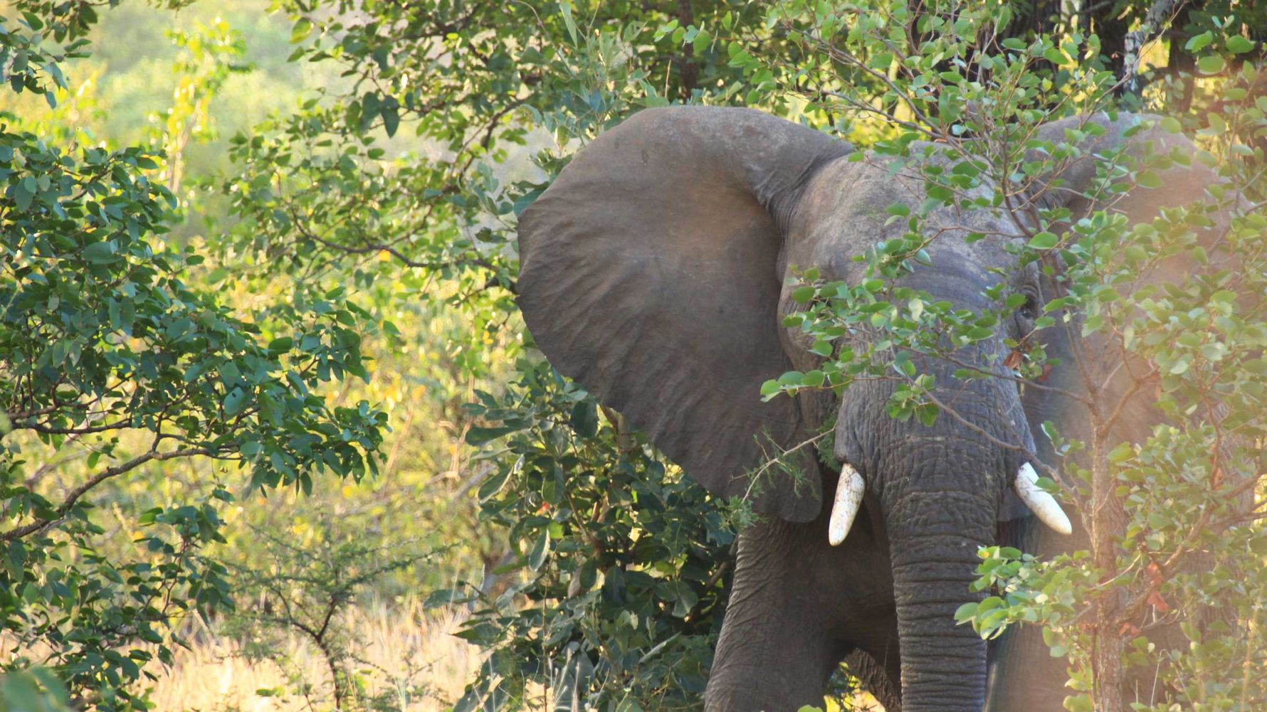 erfahrungsberichte-rangerkurs-field-guide-level-1-afrika-lea-elefant-natucate