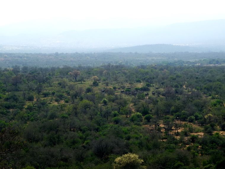 Sabbatical in Suedafrika: Eine Gruppe afrikanischer Elefanten mit einer Siedlung am Berg