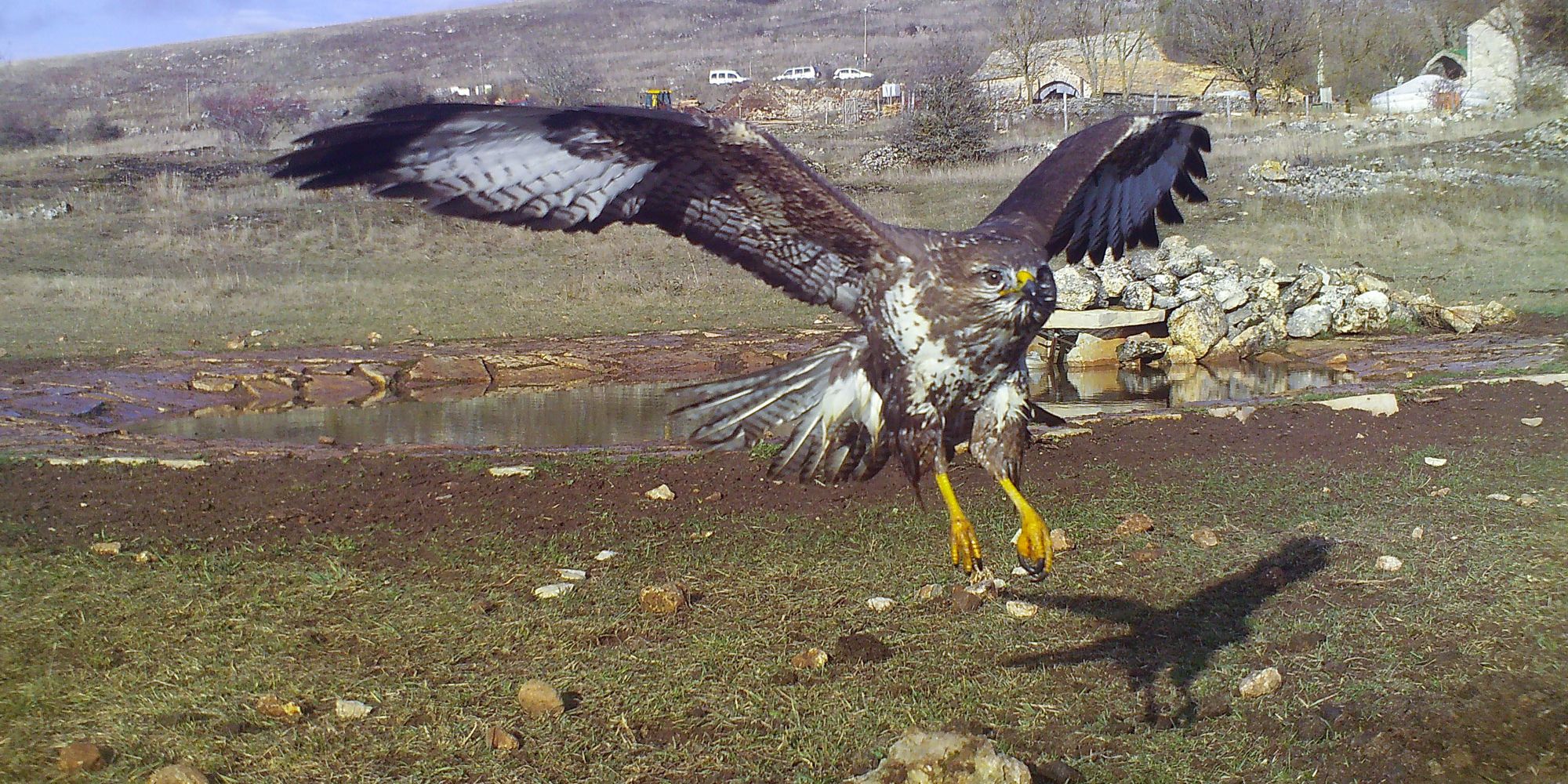 Ein Greifvogel der über eine Kamerafalle aufgenommen wurde