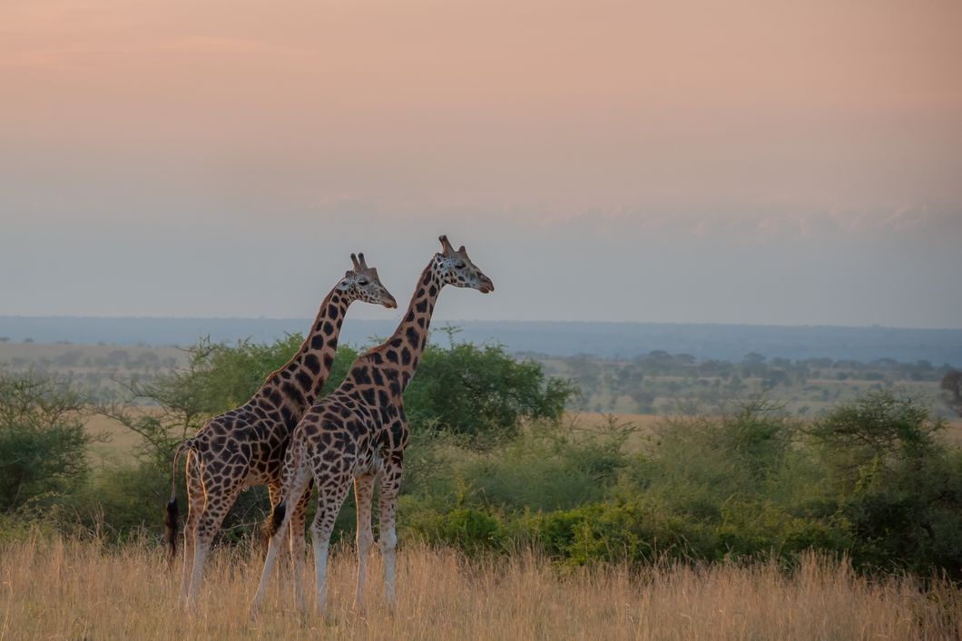 Two giraffes in Uganda