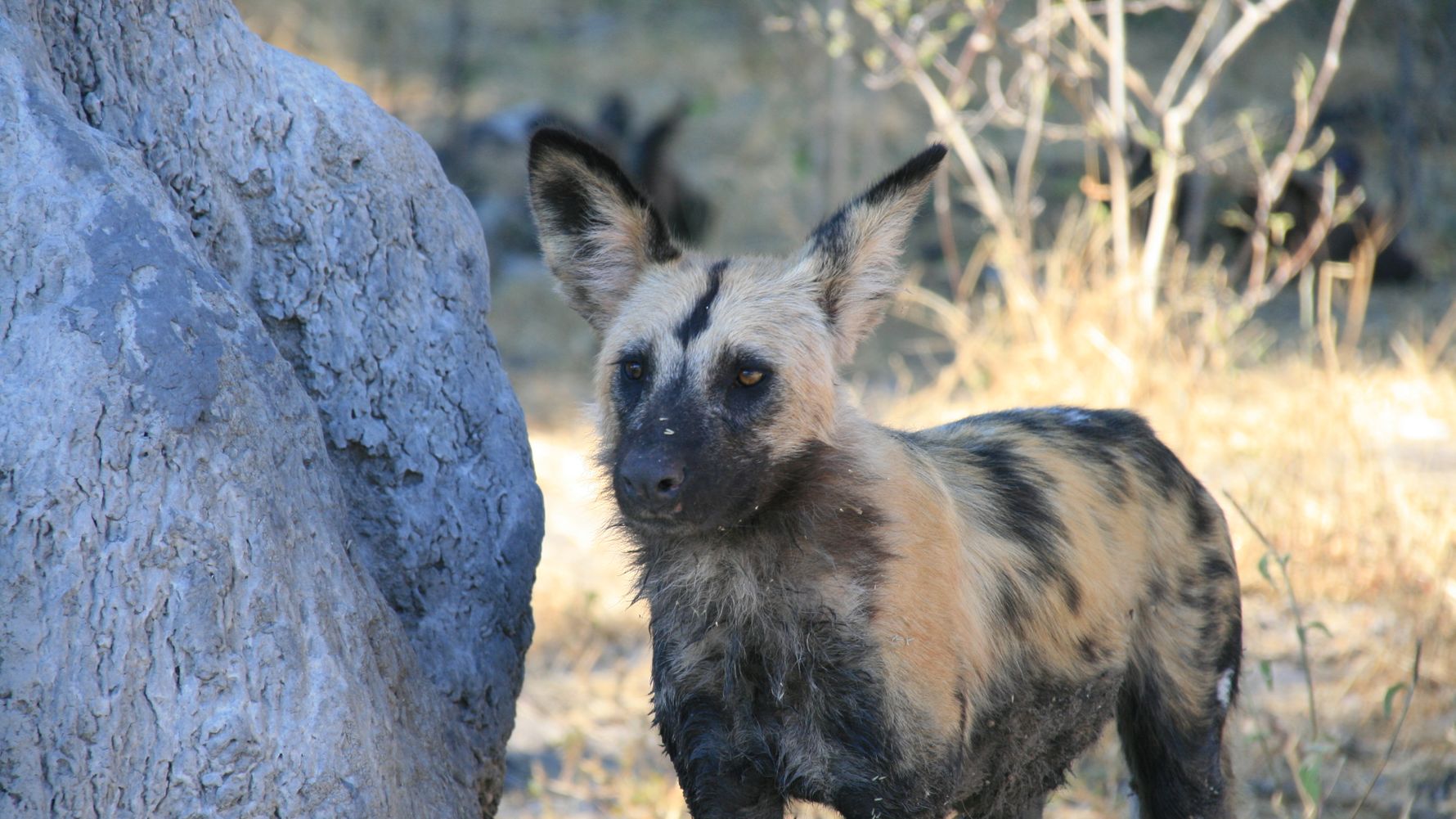 African Wild Dog Facts: Diet, Behavior, Habitat