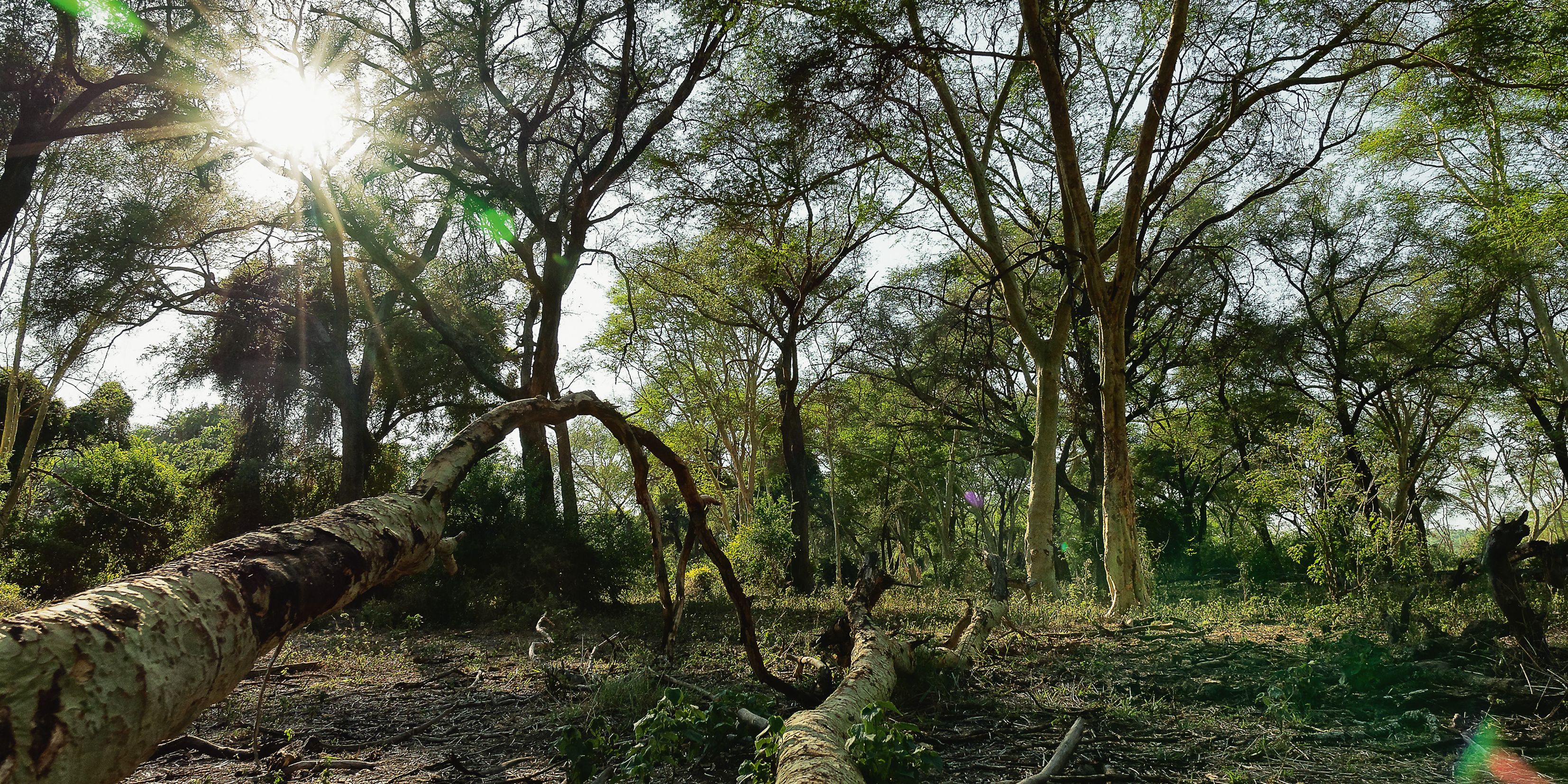 Aufnahme des afrikanischen Buschs waehrend einer Pirschwanderung des Natur- und Rangerkurses