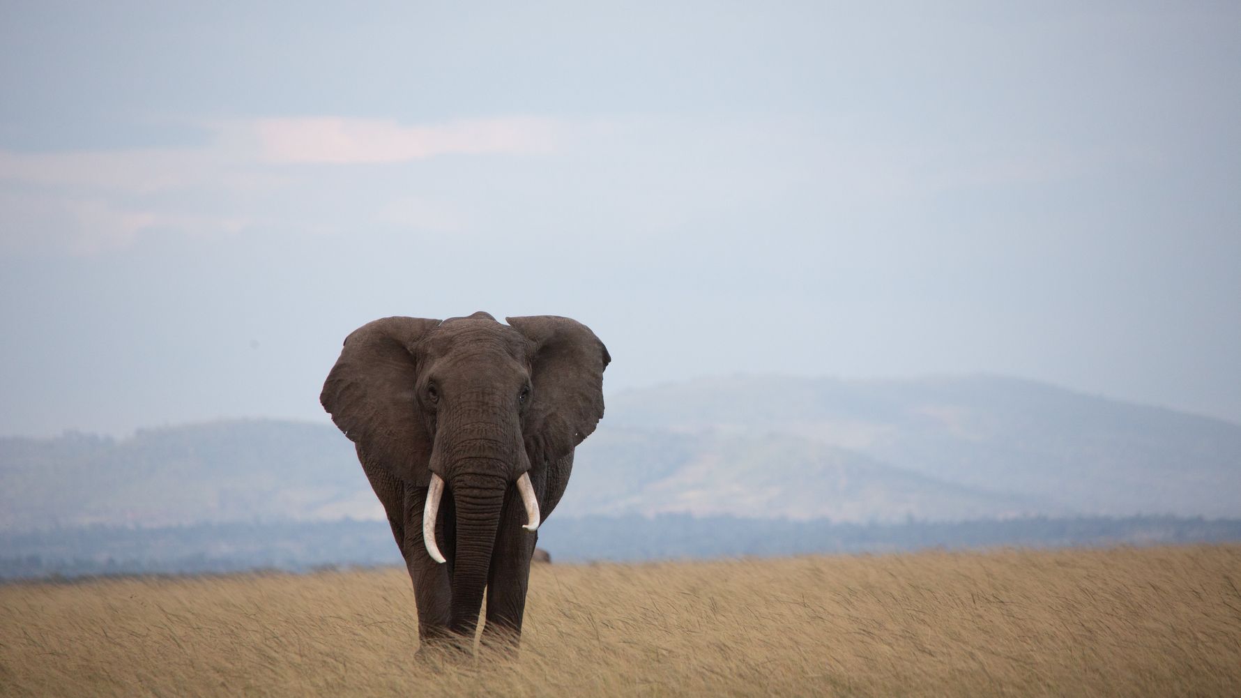 Elefantenbulle in Kenia