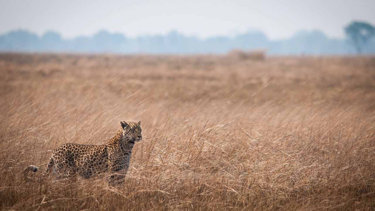 blog-ratgeber-sambia-kafue-nationalpark-leopard-natucate