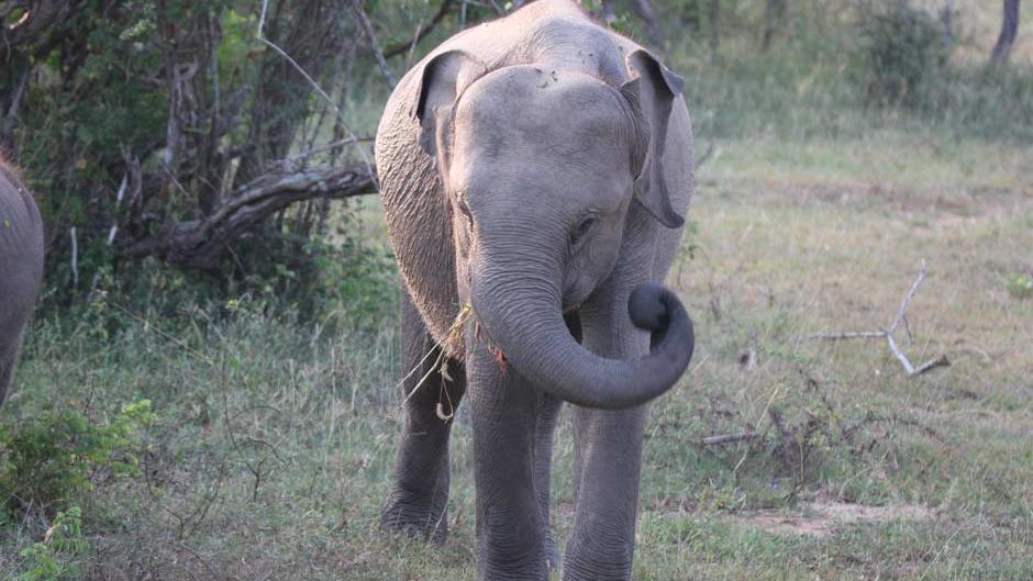 asiatischer-afrikanischer-elefant