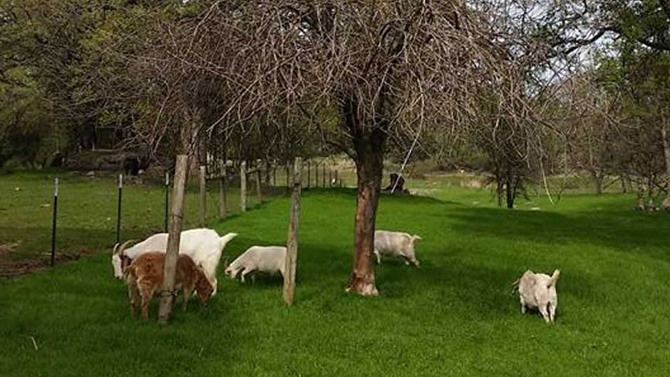 projektbesuch-freiwilligenarbeit-usa-kalifornien-vegan-farm-tiere-natucate-on-tour-blog-natucate