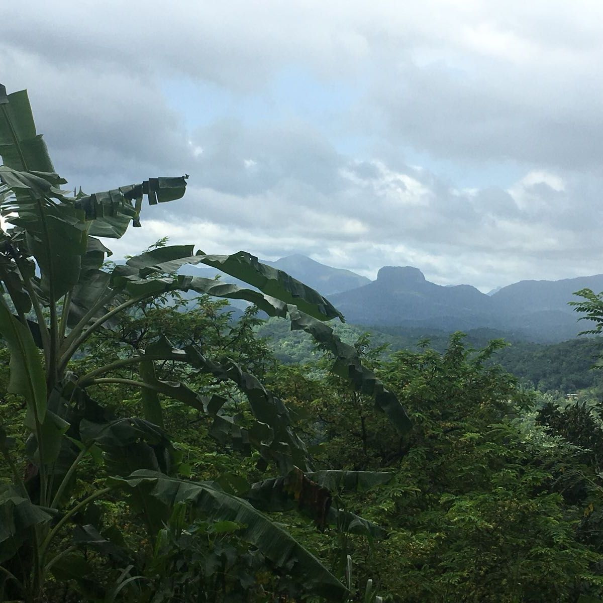 freiwilligenarbeit-sri-lanka-erfahrungsbericht-regenwald-artenschutz-natucate