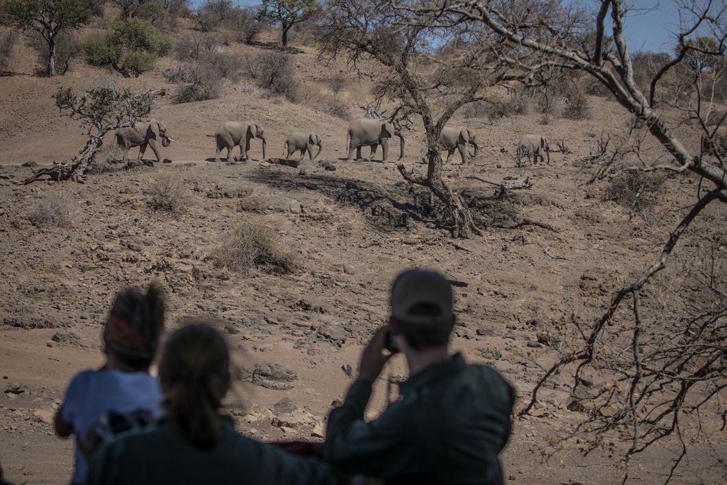 Eine Herde von Elefanten wandert an einem Safari-Wagen vorbei durch die Steppe