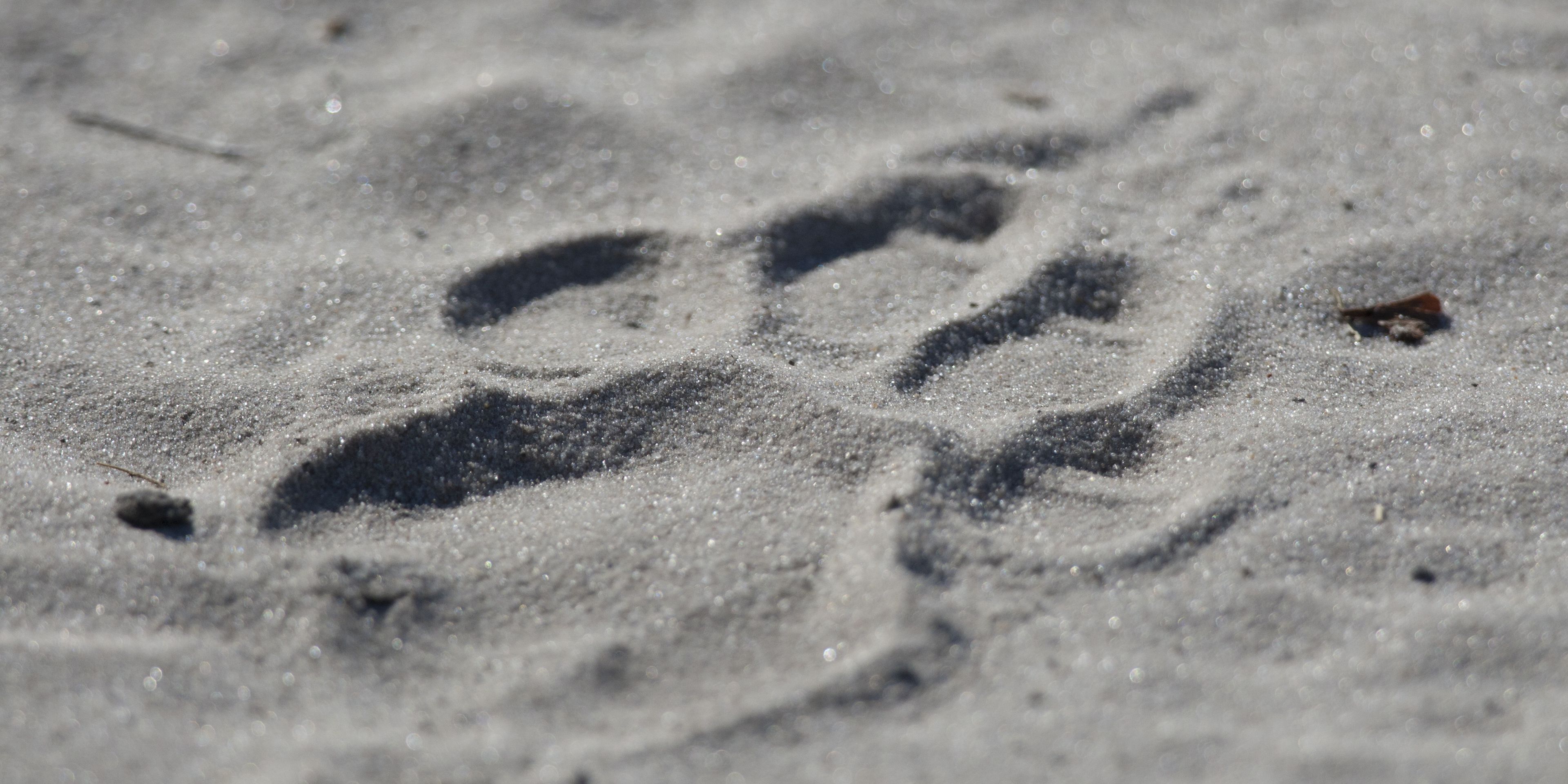 natucate-safari-okavango-delta-expedition-lion-track