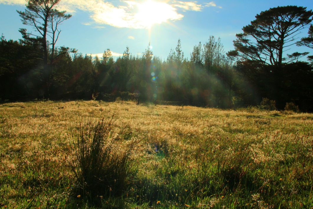 Blick ueber eine sonnenbeschienene Wiese bzw Lichtung an Neuseelands Kauri Kueste