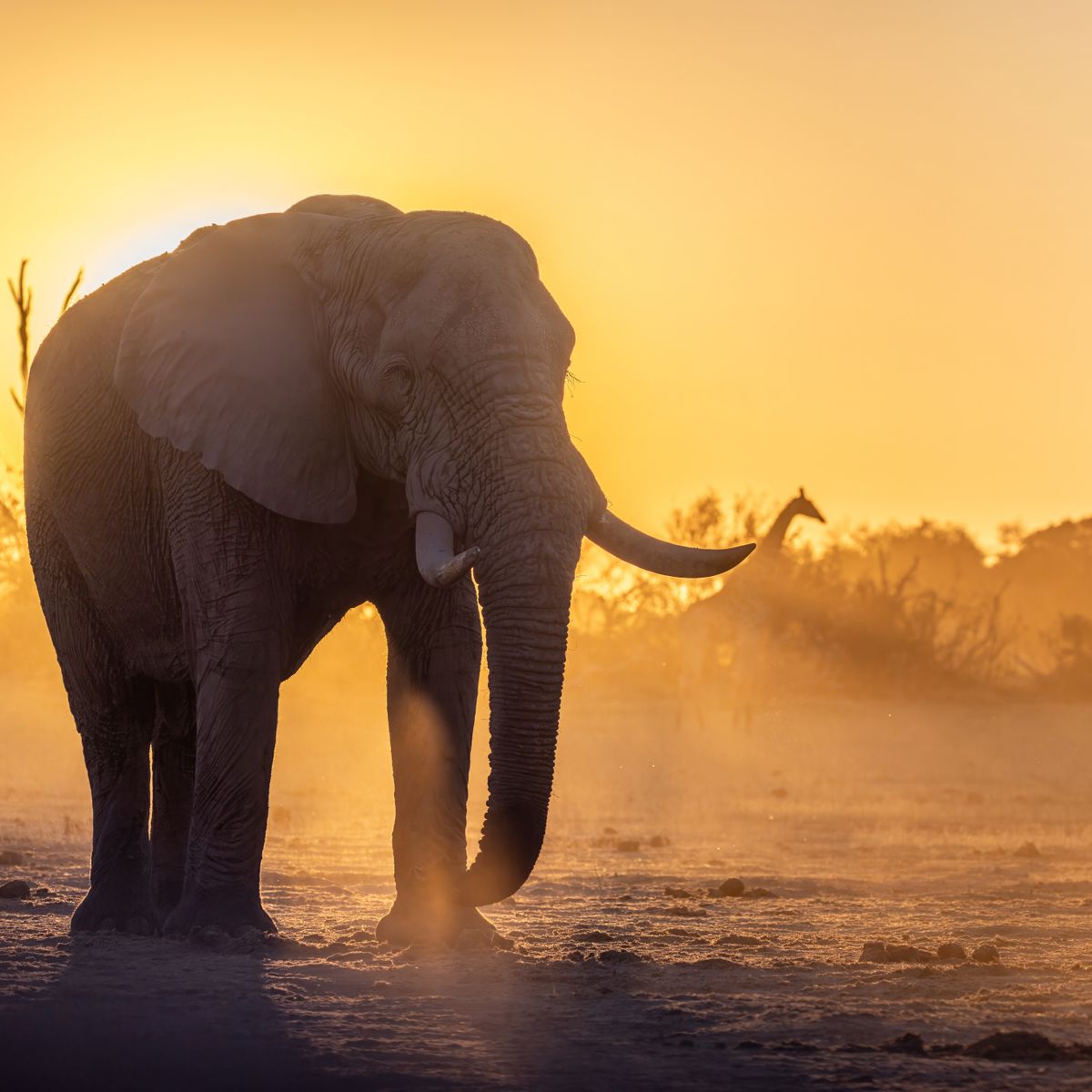 natucate-pwe-kwapa-elefant-sonnenuntergang
