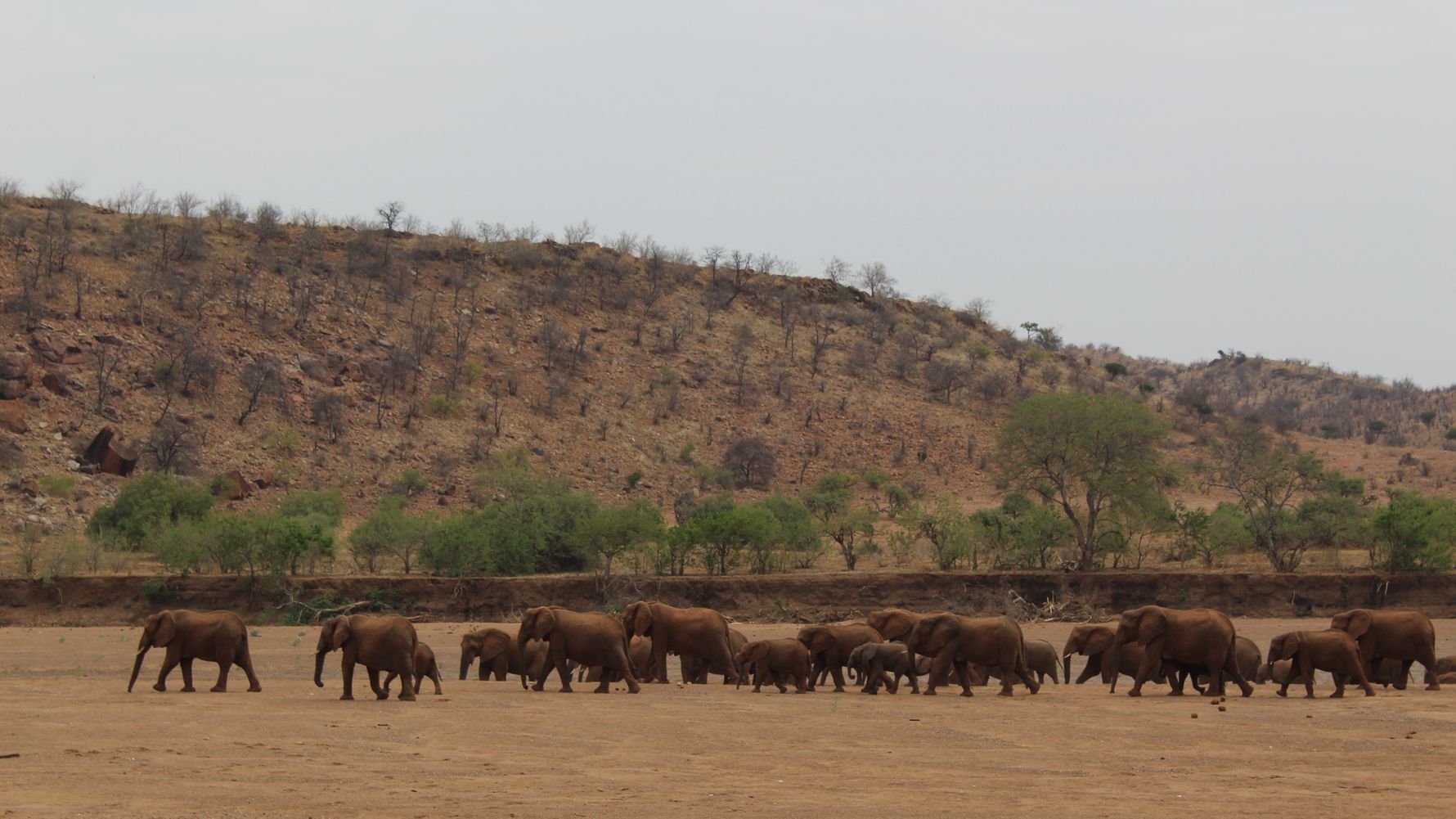 erfahrungsberichte-suedliches-afrika-pfg-rangerausbildung-kundenfotos-elefantenherde-natucate