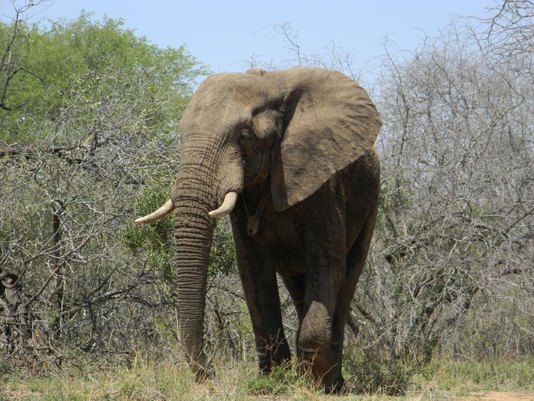 erfahrungsberichte-suedliches-afrika-fgl1-rangerausbildung-elefant-natucate
