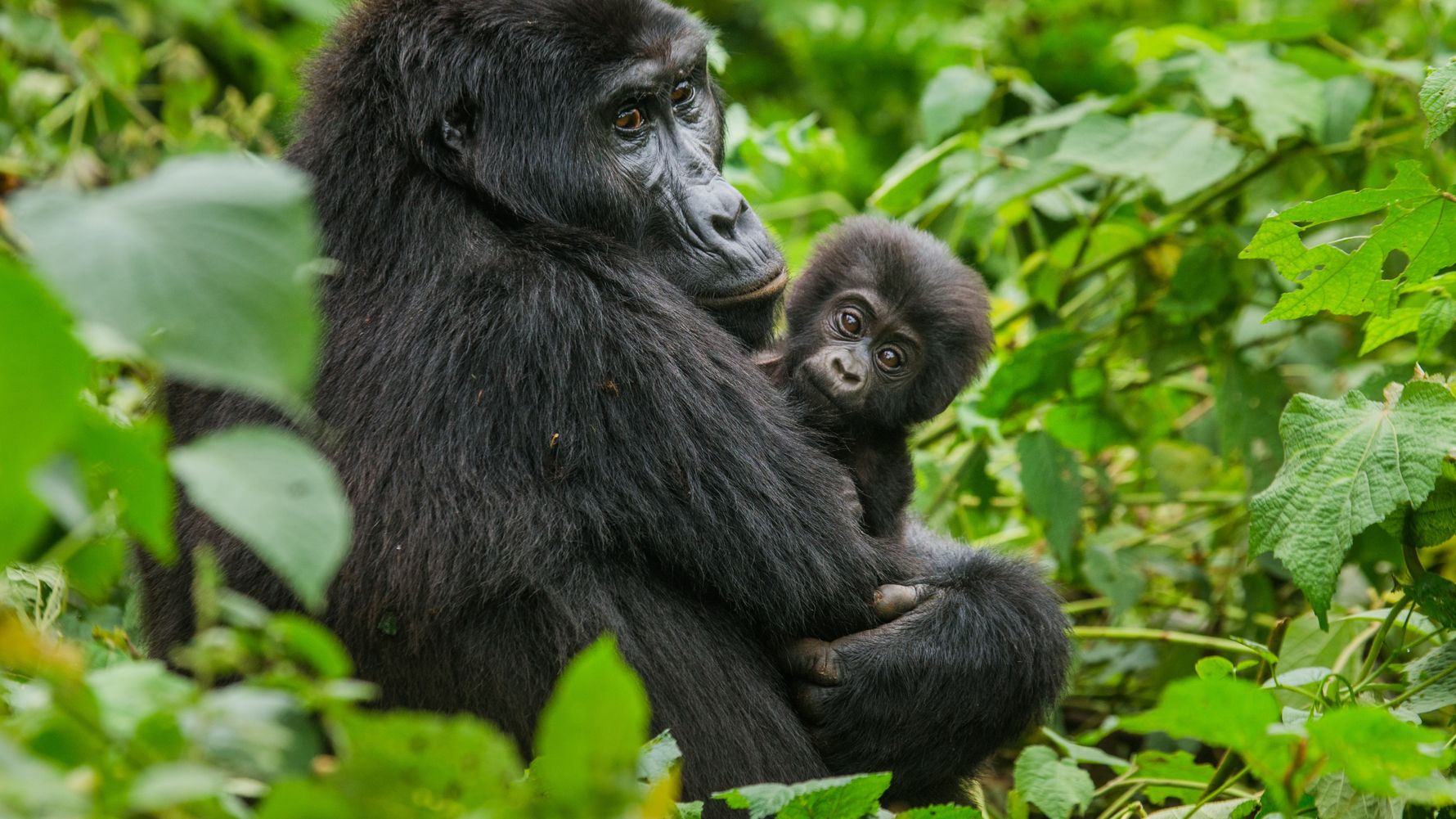 Mountain gorilla baby in Uganda