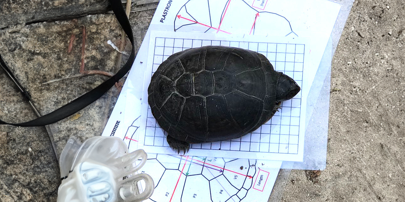 natucate-travel-volunteering-seychelles-platte-island-turtle-measuring-bigger