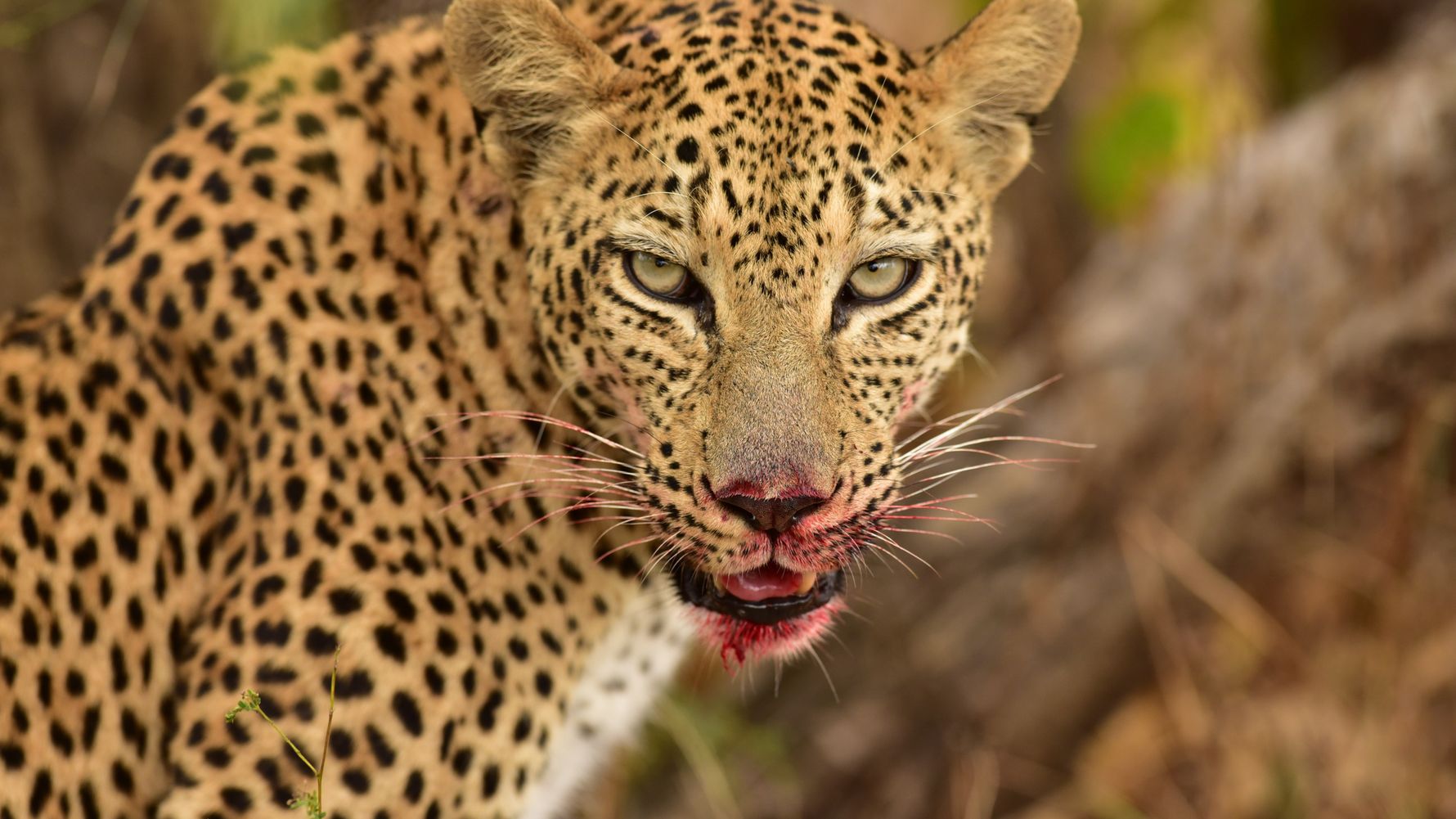 Leopard with blood in face