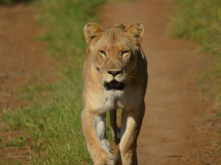 freiwilligenarbeit-natucate-suedafrika-loewe
