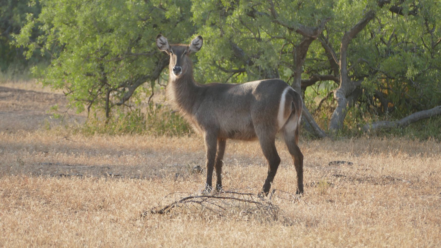 erfahrungsberichte-rangerkurse-suedafrika-field-guide-level-1-carina-wasserbock-natucate