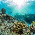 natucate-location-maldives-coral-reef
