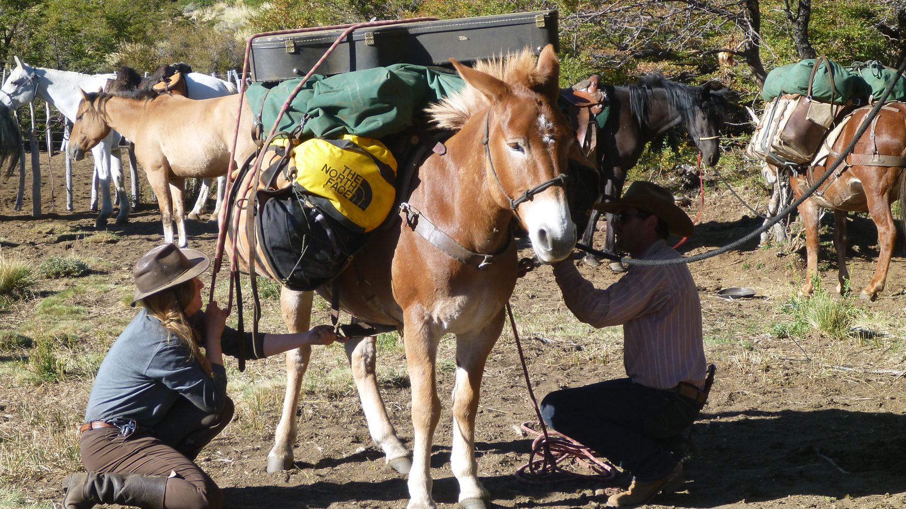 blog-ratgeber-argentinien-patagonien-packpferd-natucate