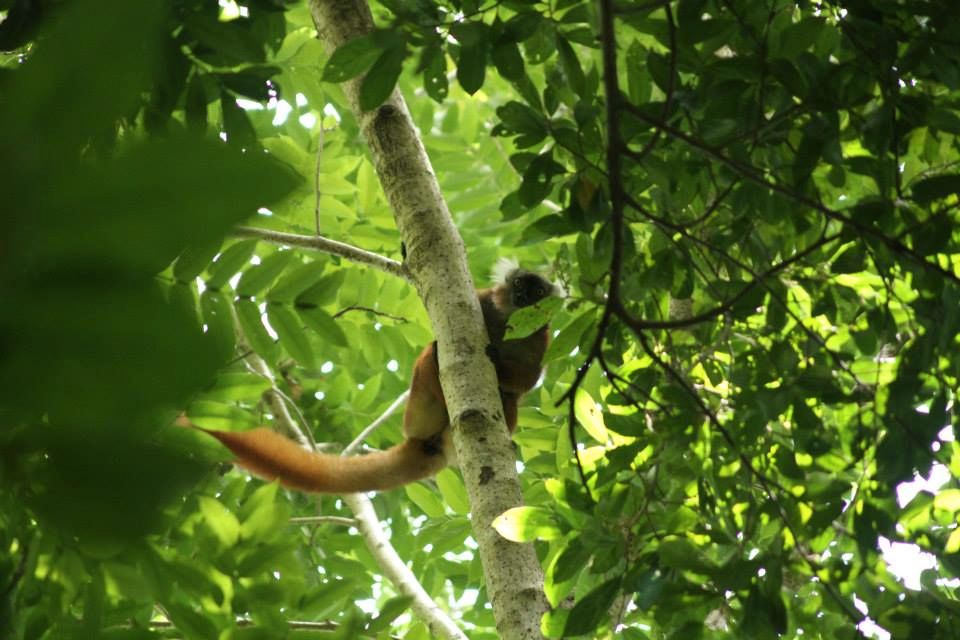 freiwilligenarbeit-madagaskar-afrika-artenschutz-lemur-regenwald-natucate