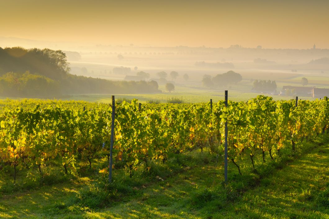 auslandspraktikum-usa-nordamerika-obstbau-plantage-natucate