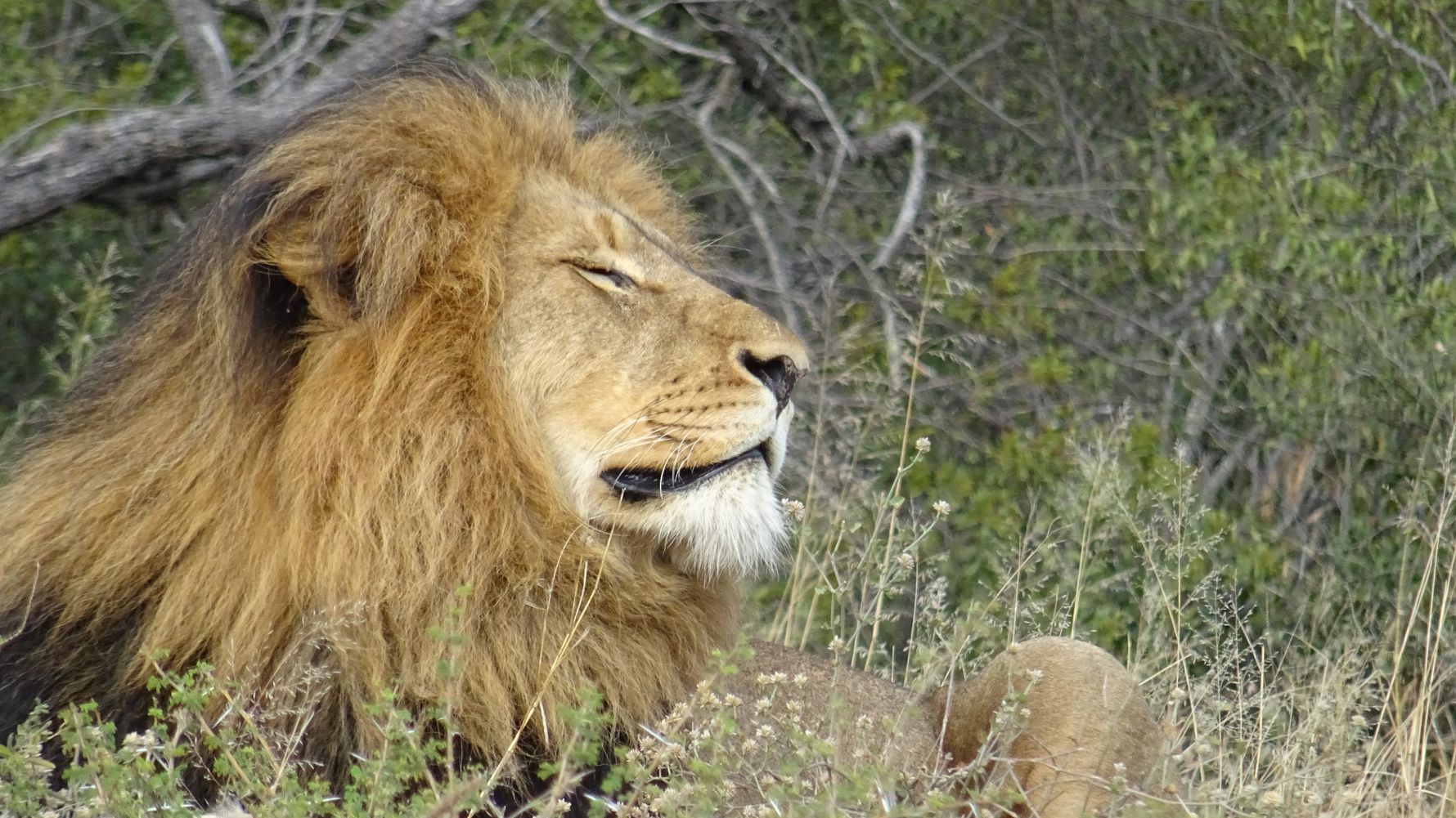 erfahrungsberichte-safari-guide-rangerausbildung-loewe-natucate