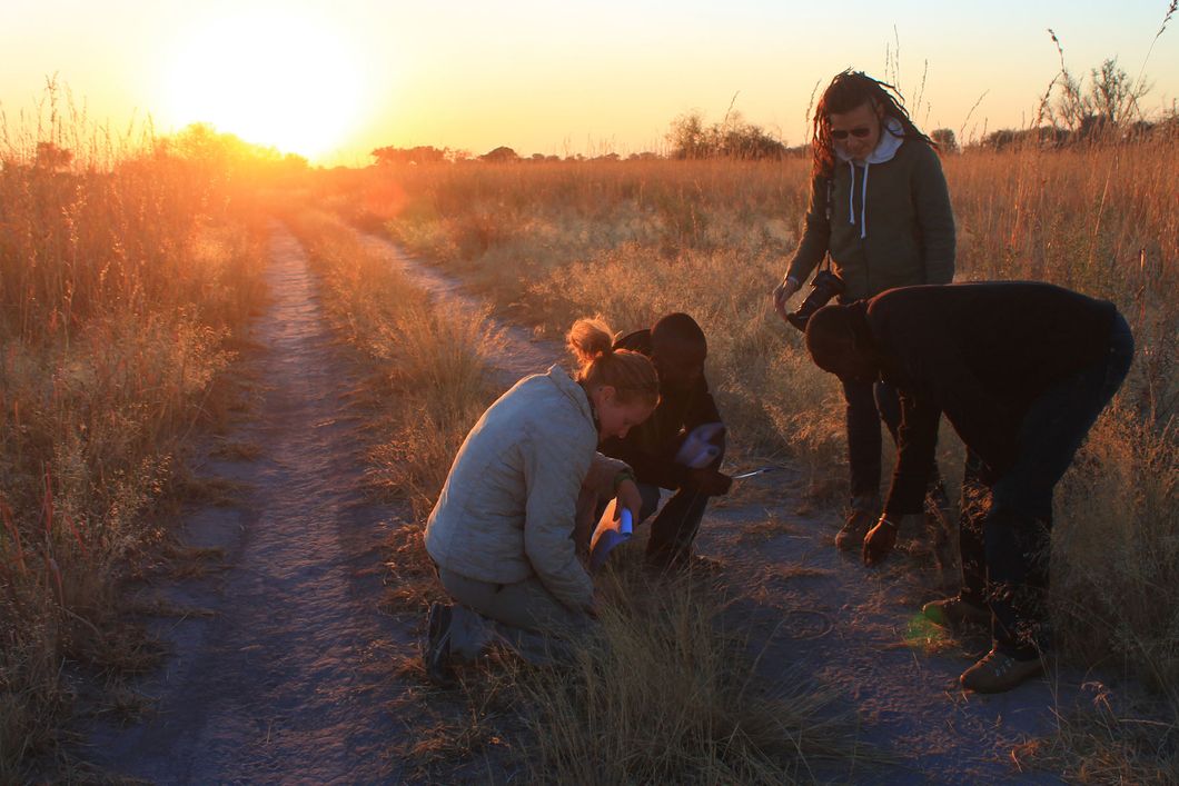Volunteers trainieren bei einem Game Walk in Botswana ihre Faehigkeiten im Spurenlesen.