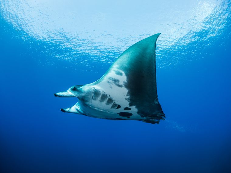 natucate-blog-wissen-manta-rochen-schwimmend