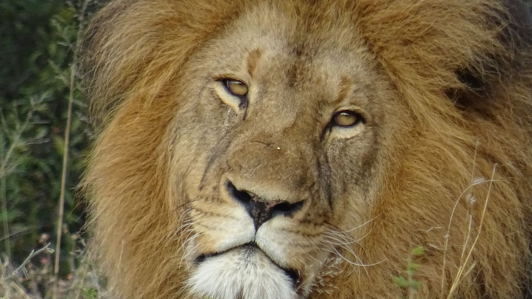 erfahrungsberichte-safari-guide-rangerausbildung-loewe-vorne-natucate