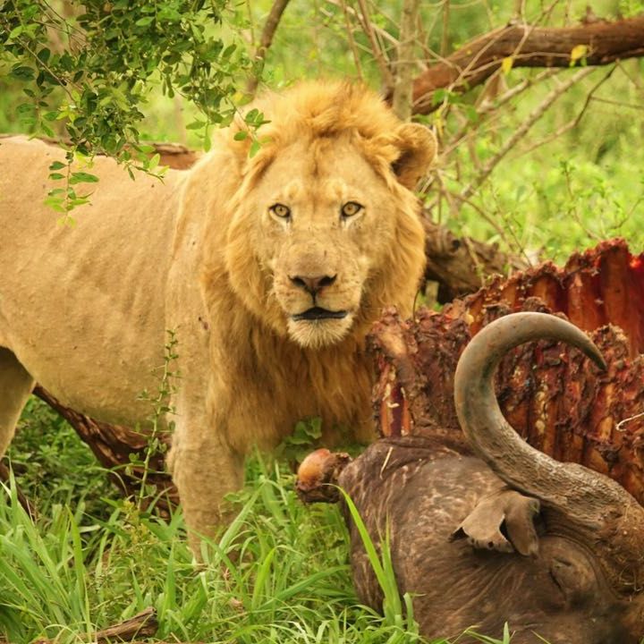 freiwilligenarbeit-suedafrika-erfahrungsbericht-kundenfotos-artenschutz-loewe-natucate