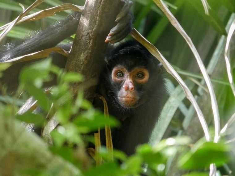 erfahrungsbericht-peru-volunteering-juliana-spider-monkey2