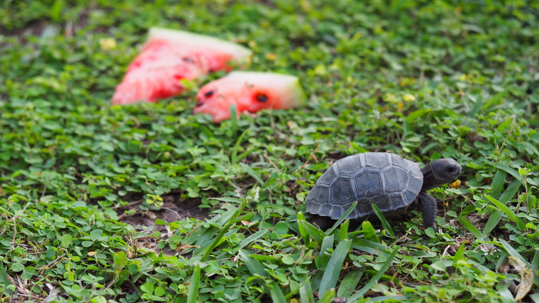 Rangerkurs: Eine kleine Schildkroete mit Wassermelone