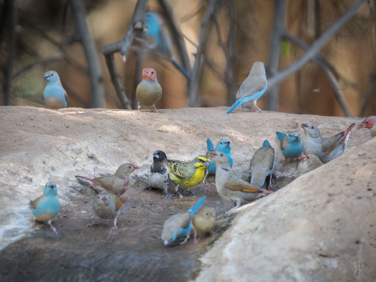 rangerausbildung-wissen-vogelkunde-voegel-natucate