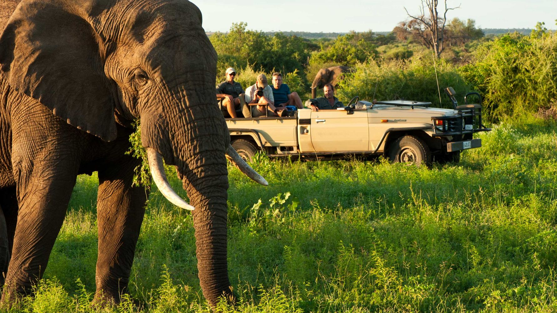 Game ranger in Africa: A group of guide student observes an elephant during their wildlife training course in South Africa