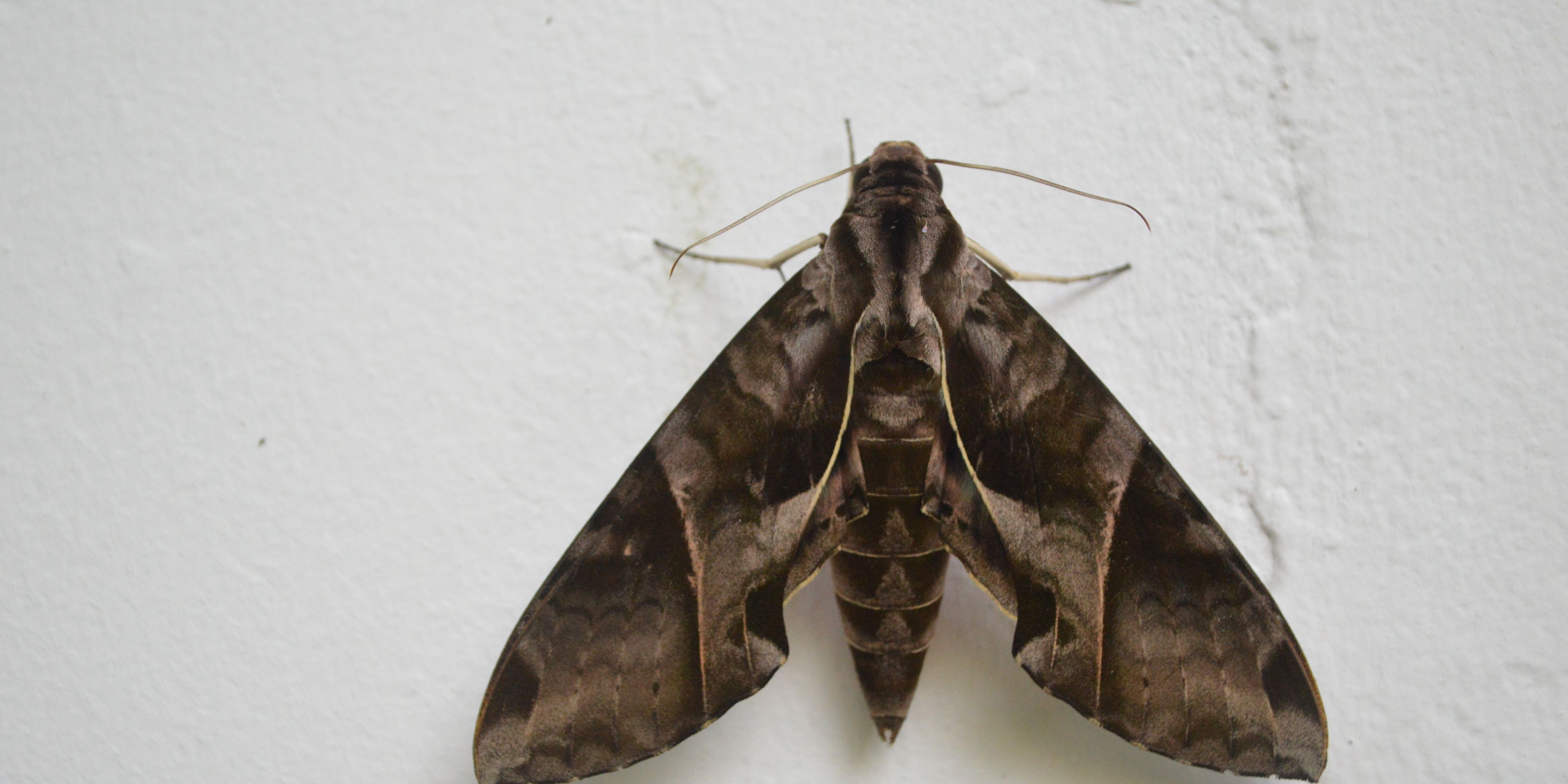 Ein Falter dient der Insektenforschung bei einer Rangerschulung im Regenwald Perus