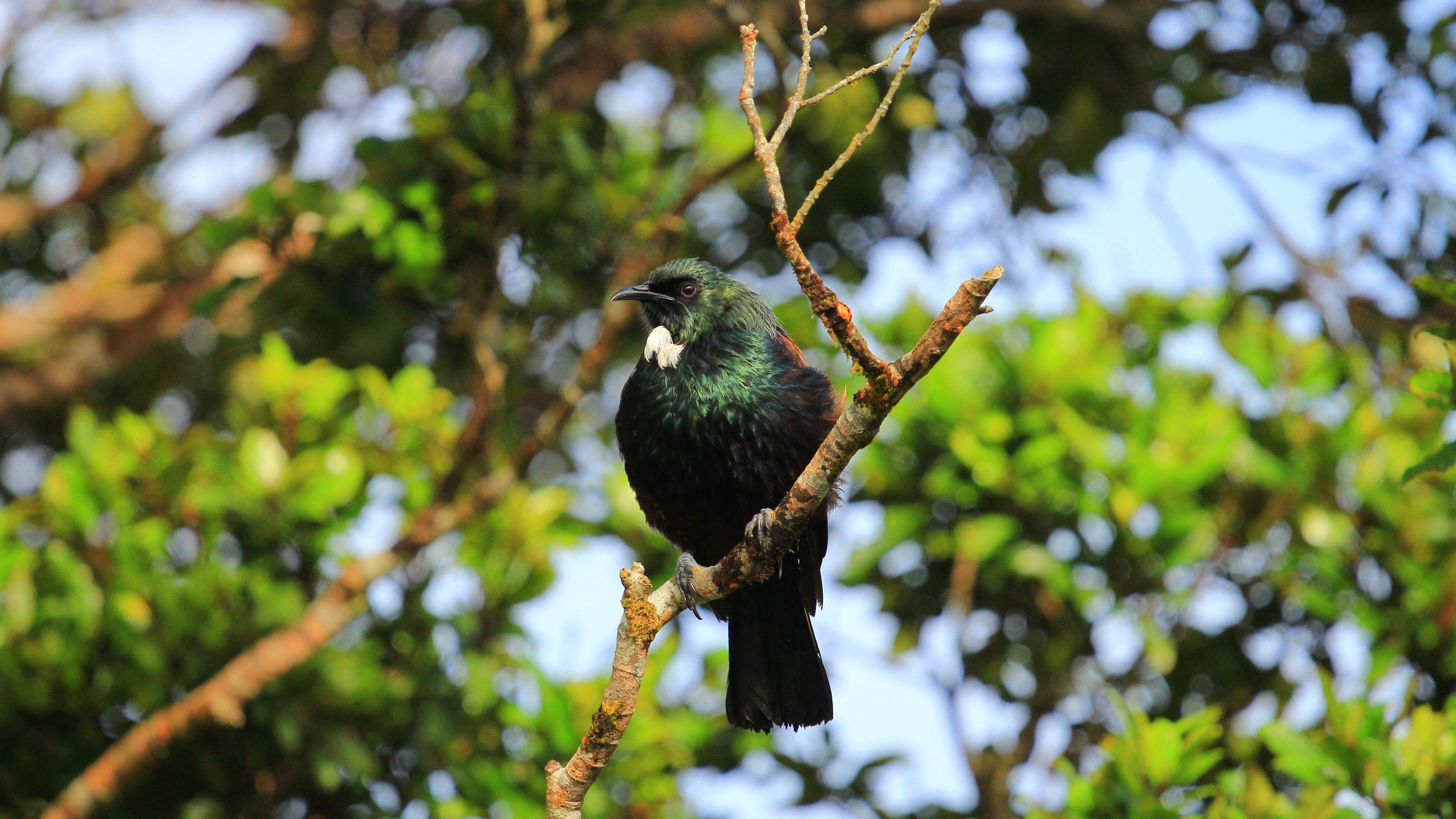 Aufnahme eines eleganten Vertreters der Avifauna an der neuseelaendischen Kauri Coast