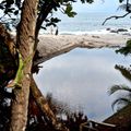 Der Regenwald grenzt direkt an das Meer in Costa Rica