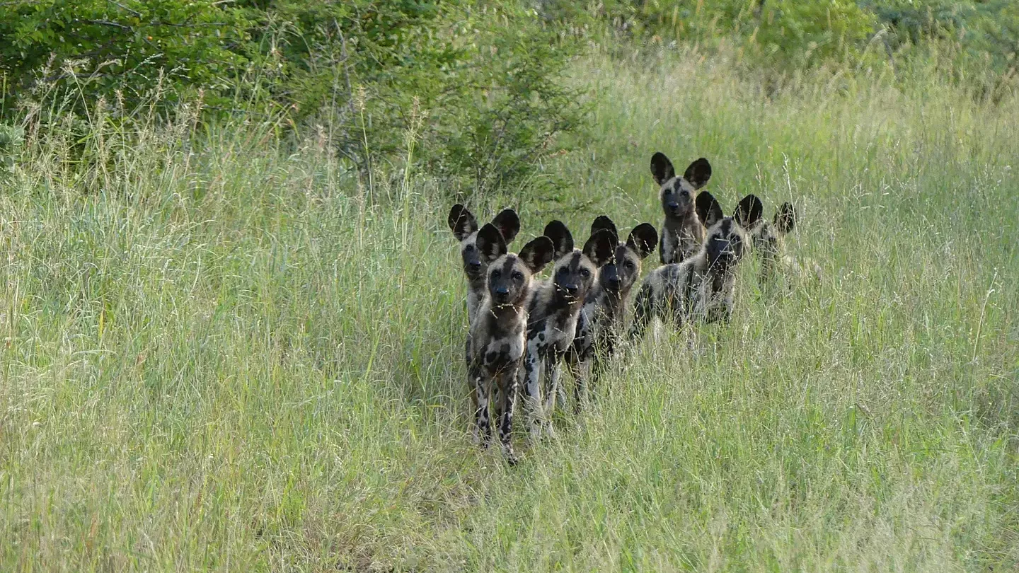erfahrungsbericht-sabbatical-afrika-julian-freiwilligenarbeit-suedafrika-wildhunde-natucate