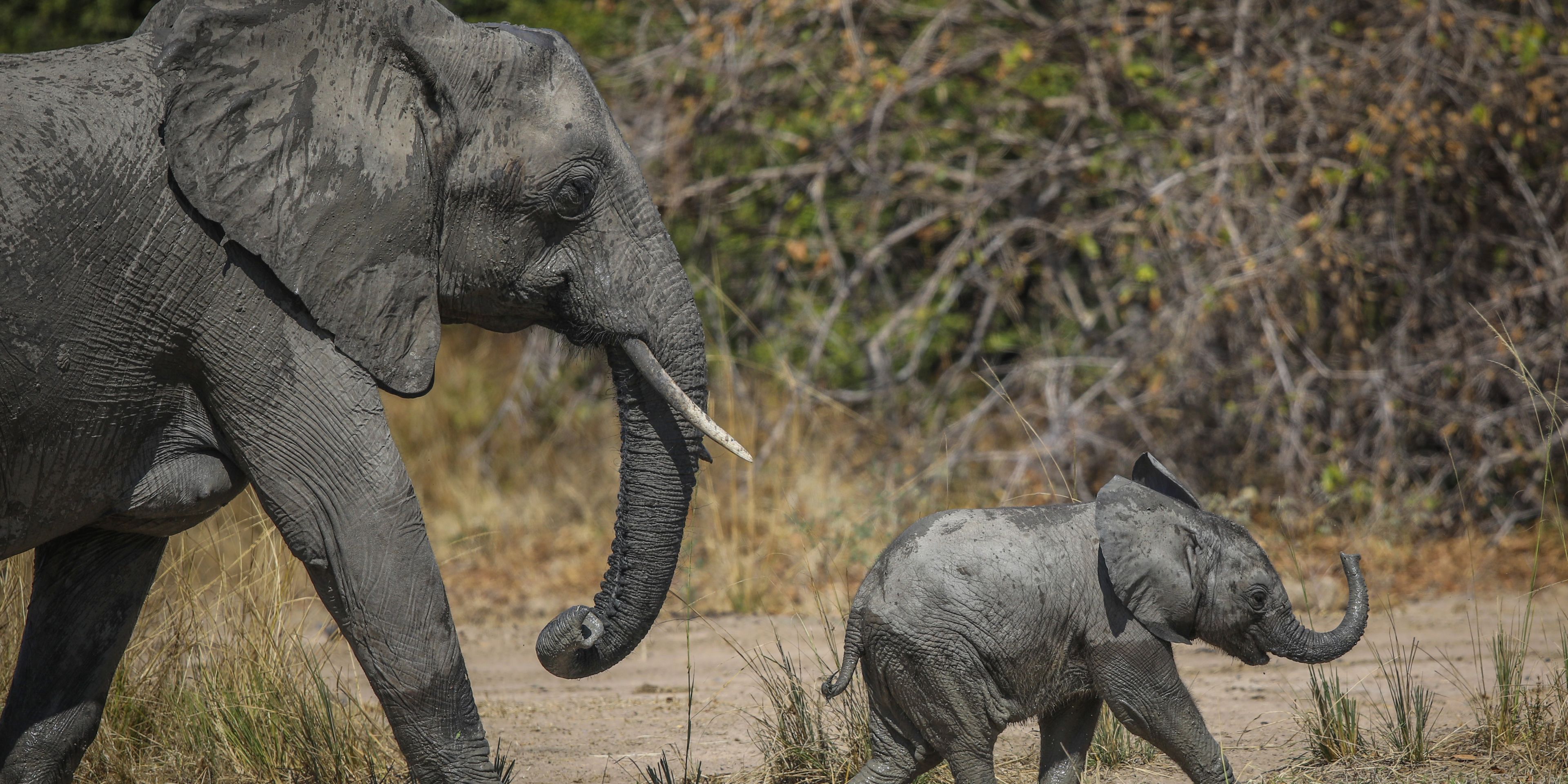 safari-botswana-zu-fuss-durchs-okavango-delta-elefant