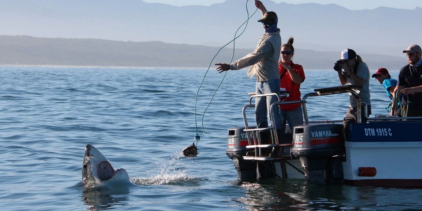 Interns are baiting a shark to observe the animal and to collect essential data