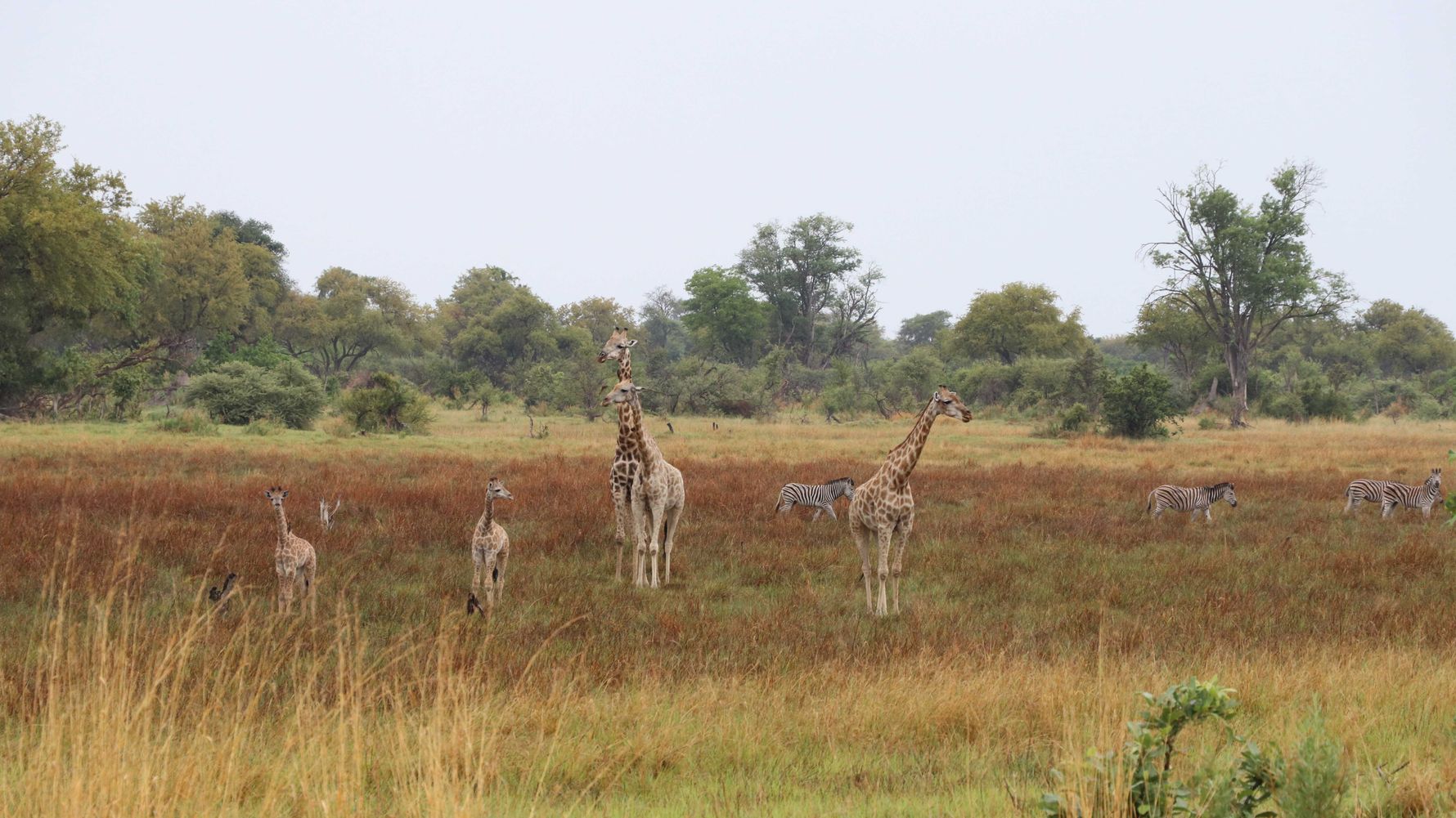 Begegnung mit Giraffen in Rebekka's Field Guide Kurs in Botswana