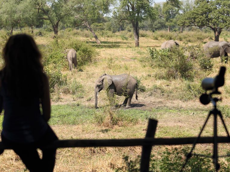 blog-ratgeber-sambia-flatdogs-camp-aussicht-elefant-natucate