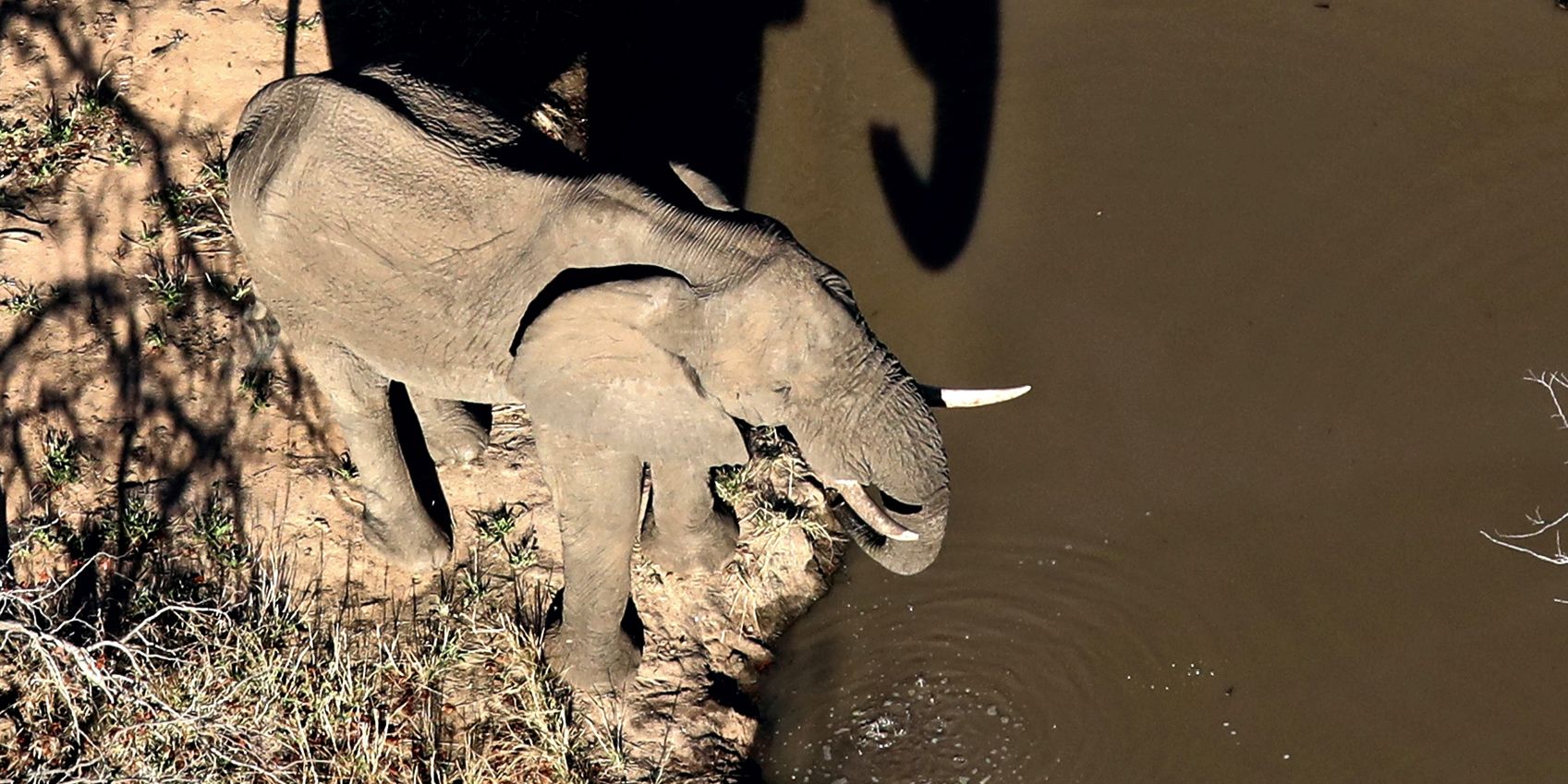 A large elephant stands at a waterhole and brings its trunk to its mouth. It is viewed from above from a bird's eye view.
