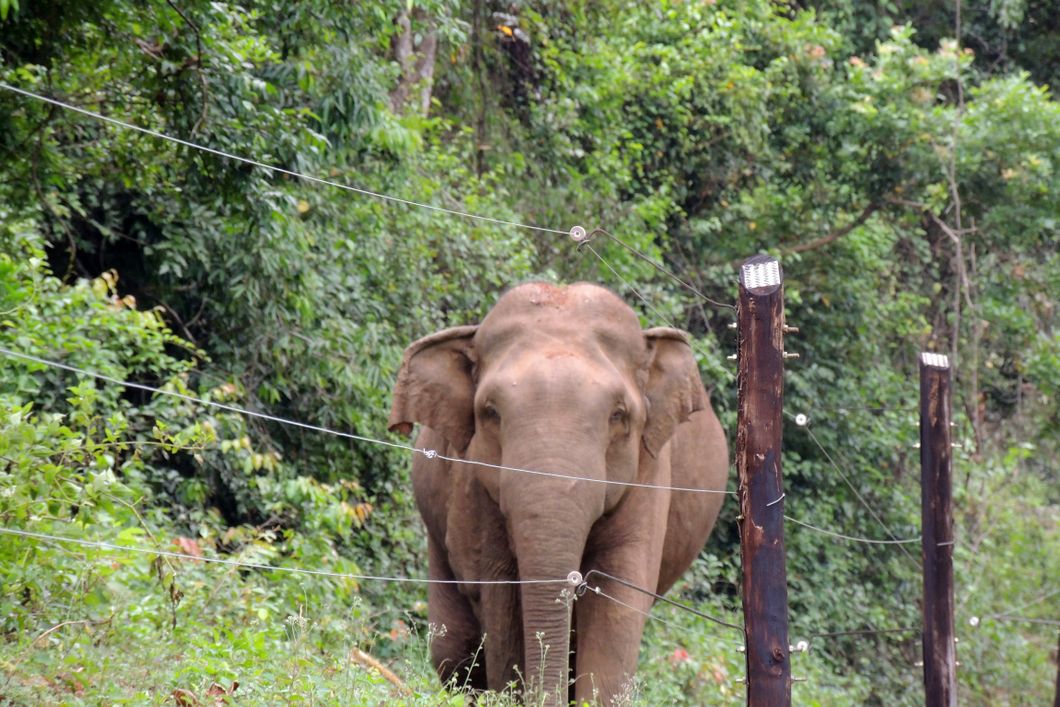 Ein Asiatischer Elefant in Sri Lanka steht hinter einem Zaun nahe des Wasgamuwa Nationalparks.