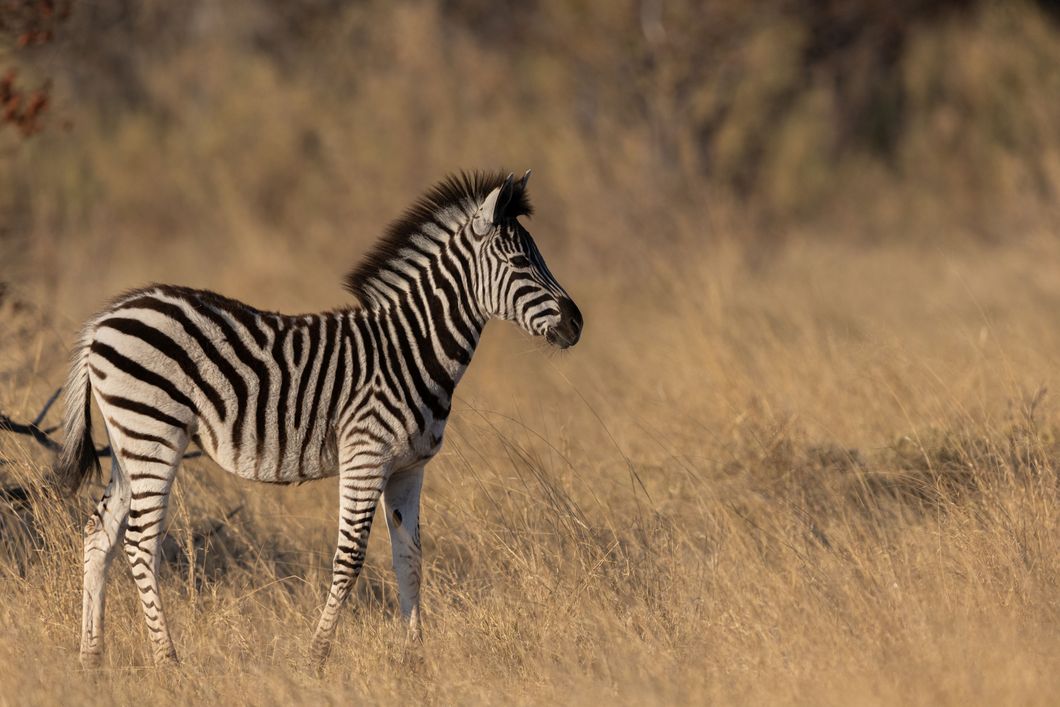 sabbatical-suedliches-afrika-namibia-field-guide-level-1-freiwilligenarbeit-zebra-natucate